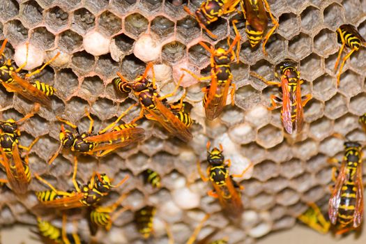 A wasp's next with vespula germanica insect.