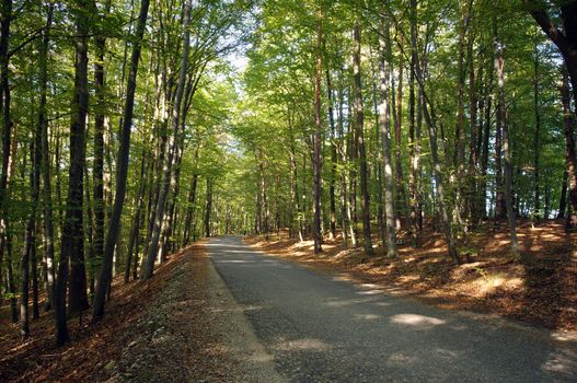 forest road with tall trees in Slovenia