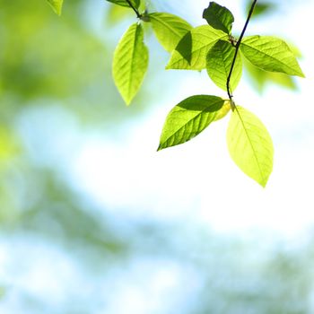 green leaves macro close up