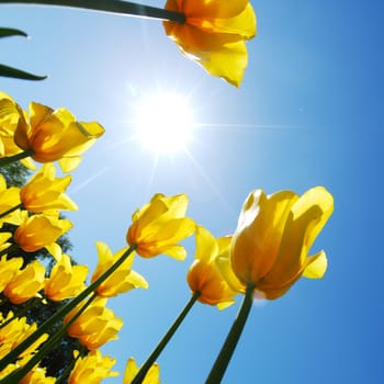 yellow tulips against the sky close up