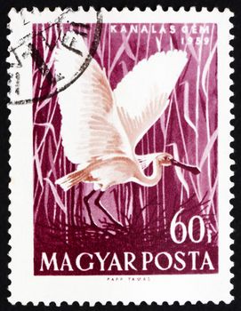 HUNGARY - CIRCA 1959: a stamp printed in the Hungary shows White Spoonbill, Platalea Leucordia, Bird, circa 1959