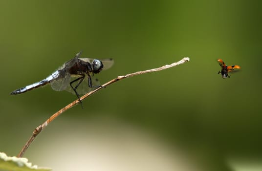 dragonfly looking at a flyind ladybird