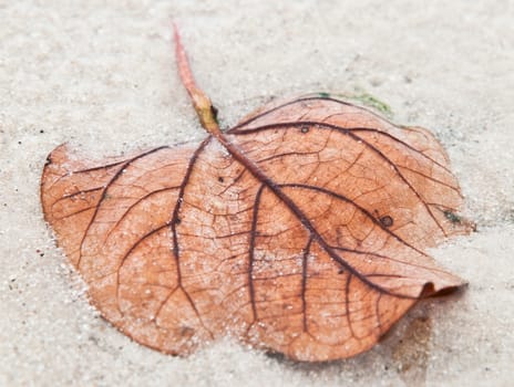 fallen dried leaves laying on sand