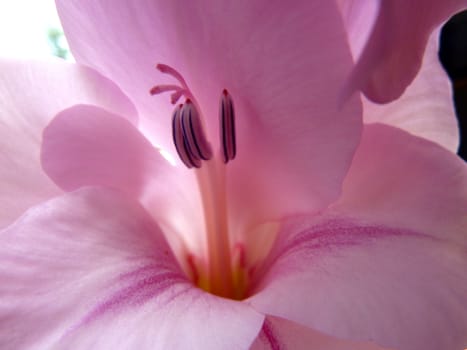 closeup of pink gladioli stamens