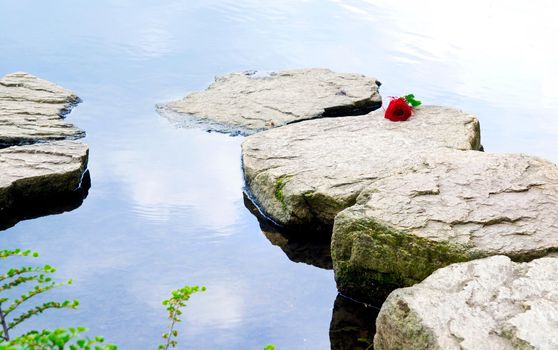 Single rose on the rocks