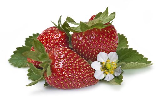 Strawberries with their leaves isolated on a white background