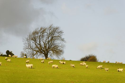 Sheeps in a field in England, winter season