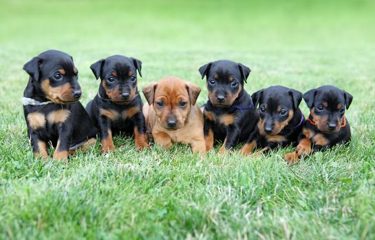 The Miniature Pinscher puppies, 1 months old 