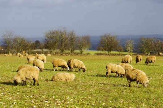 Sheeps in a field in England, winter season