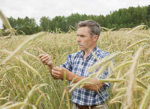 The farmer inspects a field of rye