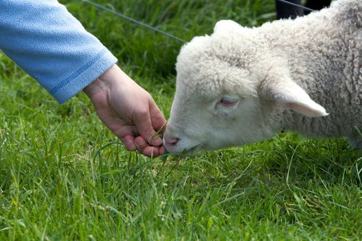 Cute Lamb eating, Springtime