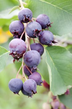Shadberry berries in the garden are ripe in July