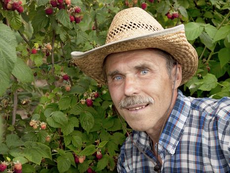 An elderly gardener in the garden near the bushes raspberry