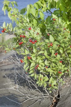 Nightshade bush with berries on the river