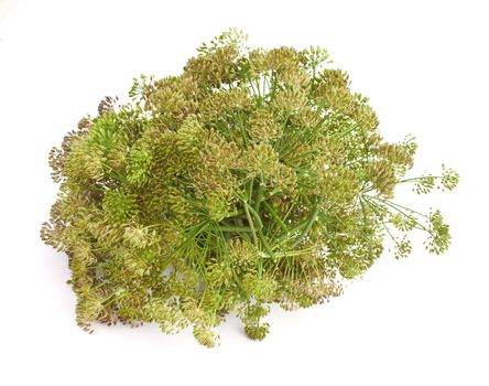 Cut a big bunch of dill seeds
