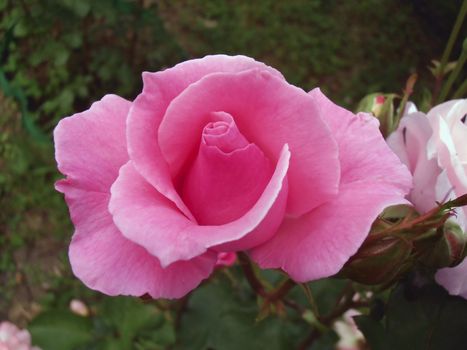 Rose in the Moscow region, Shcherbinka.