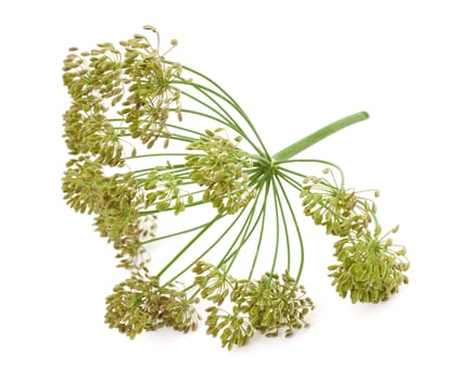 Cut a big bunch of dill seeds