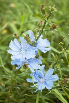 Chicory with blue flowers on a green meadow