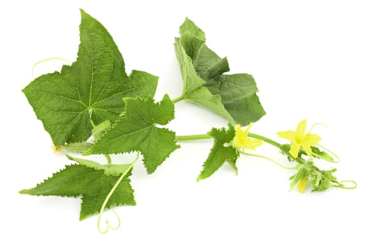 Cucumber branchr on a white background isolated