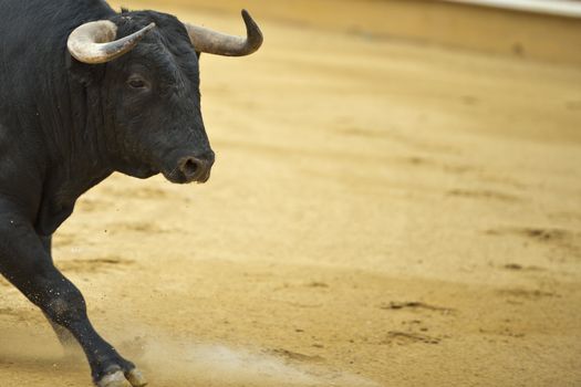 Bull in the bullring with a copy space made of arena.