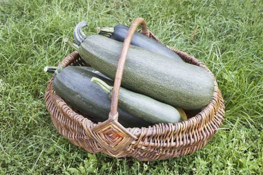 Four large courgettes lie in a basket