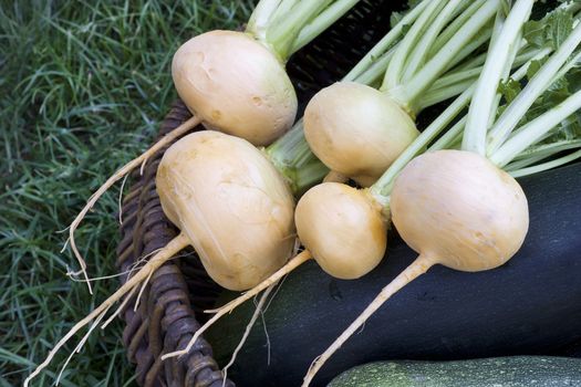 Yellow turnips lying in a basket with vegetables