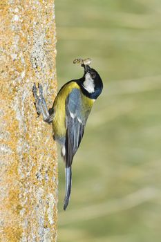 Great tit with a freshly hunted worm in its beak.