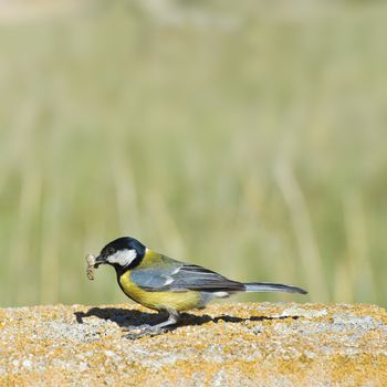 Great tit with a freshly hunted worm in its beak.