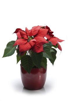 A potted poinsettia isolated on a white background.