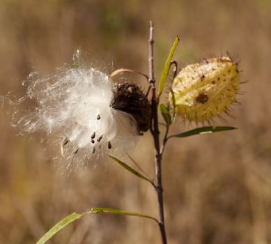 fluffy seed head of australian balloon cotton bush Gomphocarpus physocarpus
