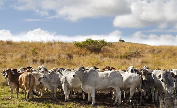 Herd of brahman beef cattle cows in rural Queensland