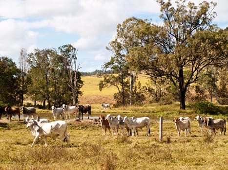 australian beef cattle cows near a dam 