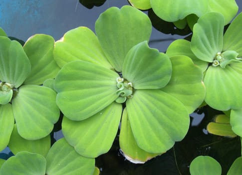 WATER LETTUCE 