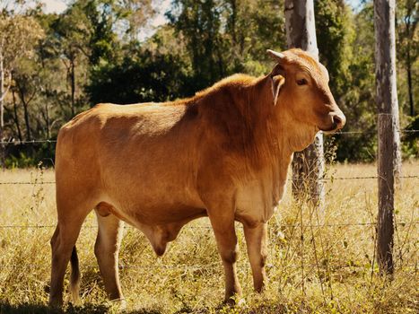 Australian beef cattle young bull red brahman