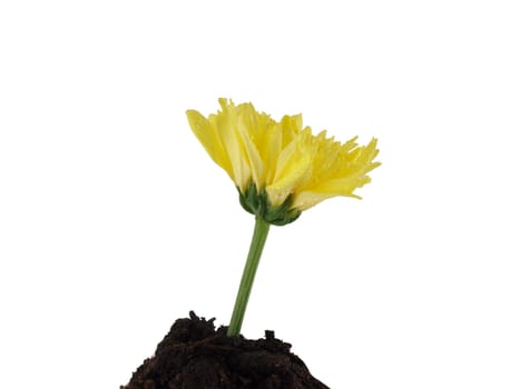 Yellow flower in soil on white background 