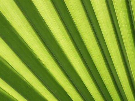 Image of green palm leaf colse-up 