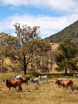 Rural scene with beef cattle cows and gum trees