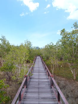 A wooden bridge on mangrove