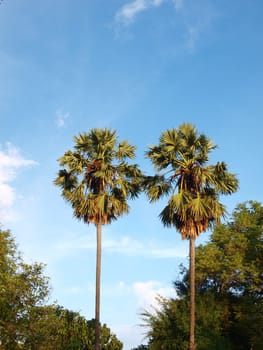 Three tropical palm trees against the background of a blue sky  
