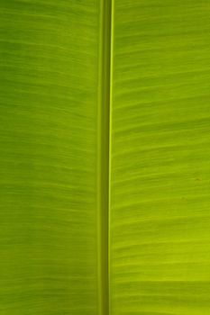 Stock Photo - green Banana Leaf








Stock Photo - Banana Leaf