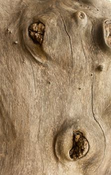 Stock Photo - background of old tree trunk in closeup