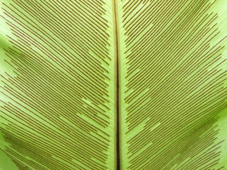 Bird's nest green fern leaf