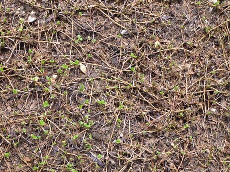 Roots in a soil background and young green tree        