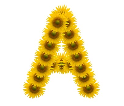 Letter A , Sun flower alphabet isolated on white