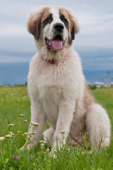 Bucovina shepherd dog sitting