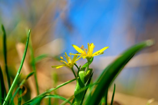 Gagea is spring flowers, grows in damp deciduous woodland.