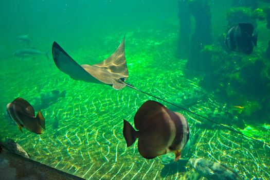 fish  in the aquarium of Rayong province,Thailand 