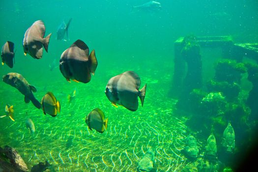 fish  in the aquarium of Rayong province,Thailand 