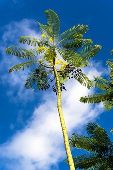 Caesalpinia pulcherrima flava. Chonburi, Thailand.