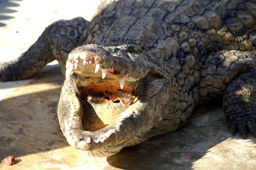 dangerous alligator with open mouth